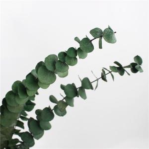 Lovely Preserve Eucalyptus Leaves , Eucalyptus Dried Flowers With Long Life