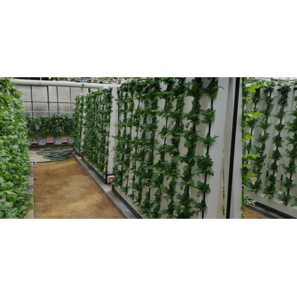 Skyplant Customized NFT Vertical Climate Control Hydroponic Growing Systems