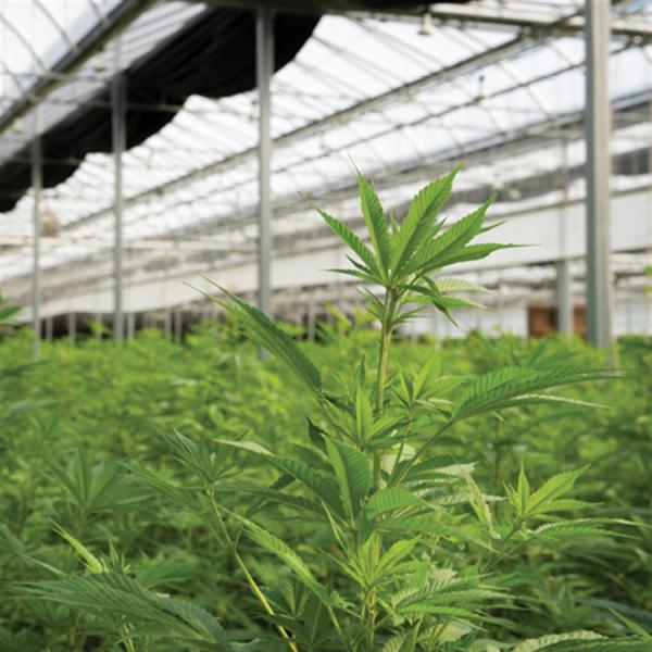 Increase Yield and Quality Customizable Dimensions Mushroom Herb Grow Shading Light Deprivation Greenhouse Black Film Greenhouse