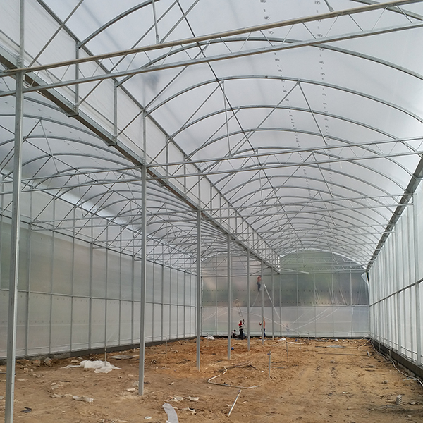 Customizable Plastic Tunnel Greenhouse Saw Tooth Roof Vent Multi Span For Agriculture