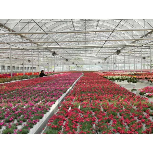 Hot Dip Galvanized Steel Frame Multi Span Greenhouse For Tomatoes And Cucumbers