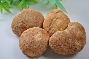 China natural Lion's Mane Mushroom Extract Powder 30%Polysaccharides on sale