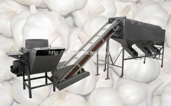 Buy Automatic Garlic Separating and Grading Machine at wholesale prices