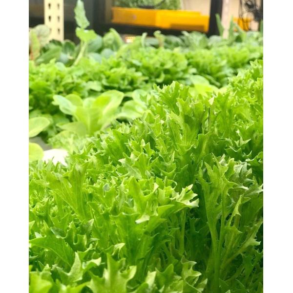 Multi-Span Plastic Tunnel Film Greenhouse