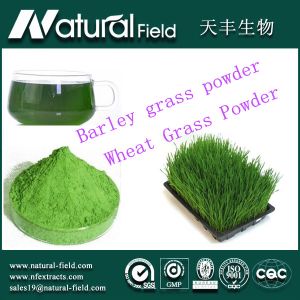 Quality losing weight organic wheat grass powder for sale