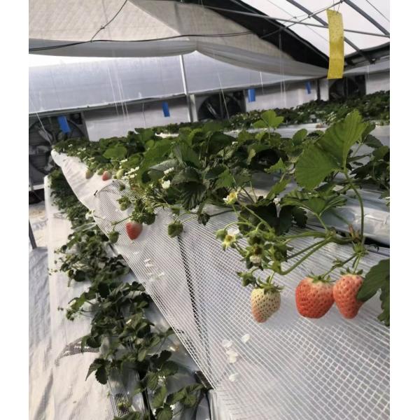 Commercial Greenhouse Poly Film Multi-Span Film Greenhouse for Planting Tomota, Cucumber, Lettuce