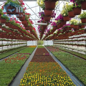 Quality Large Commercial Tunnel Greenhouse Agricultural 150 Micron Covering Material for sale