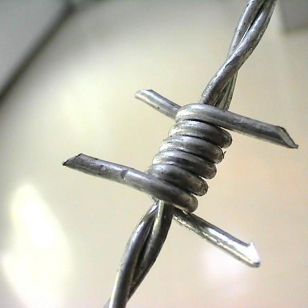 Electro Galvanized BWG12x12 Barbed Concertina Wire for Security Fencing