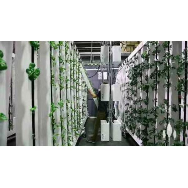 Skyplant Customized NFT Vertical Climate Control Hydroponic Growing Systems