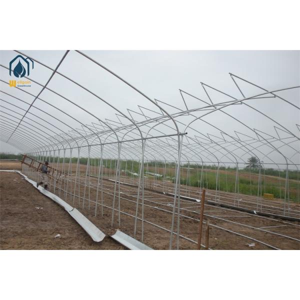 Tunnel multi span Greenhouse 2.jpg
