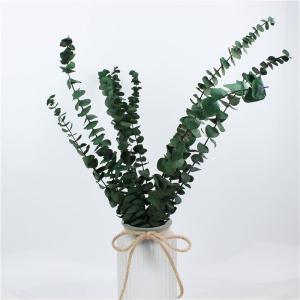 Quality Lovely Preserve Eucalyptus Leaves , Eucalyptus Dried Flowers With Long Life for sale