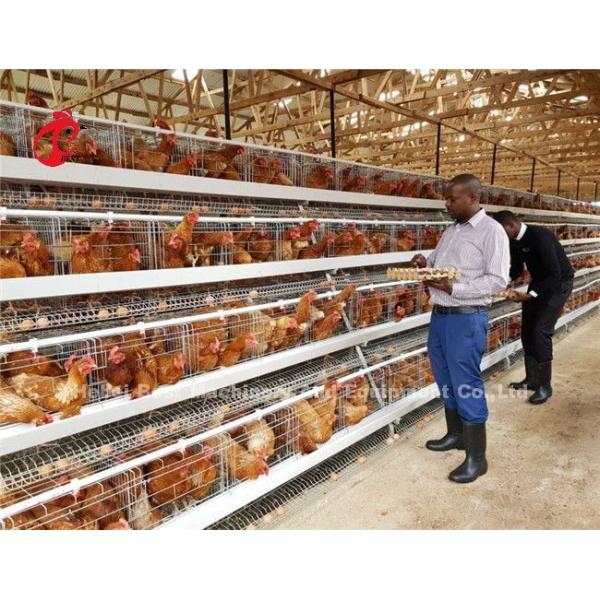 Automatic Drinker Feeder Poultry Chicken Cages 10000 Egg Layer Ada