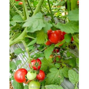 Film Covered Single Span Agricultural Greenhouse For Hydroponic Crop Cultivation