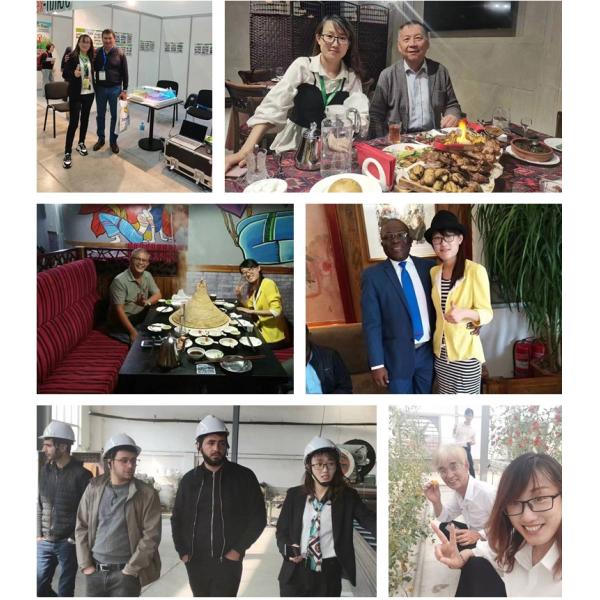 Cucumber Farming Small Agricultural Tunnel Greenhouse with Galvanized Steel Frame