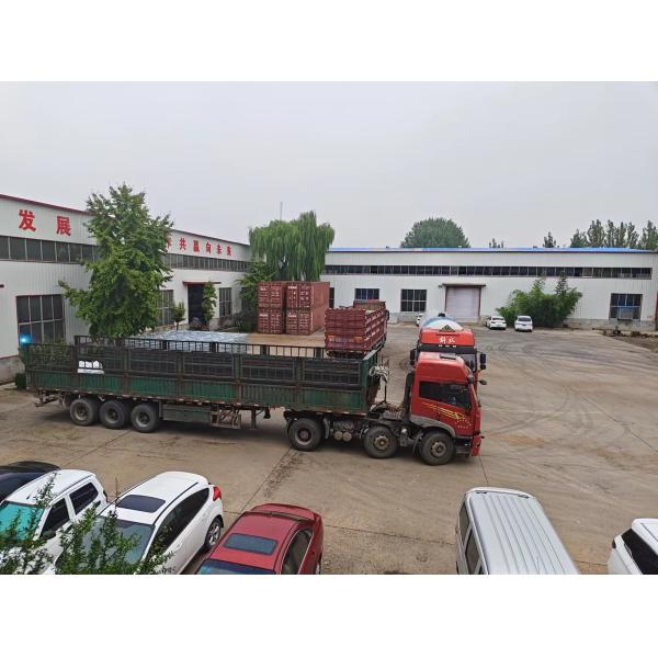 Single Span Greenhouse Simple Frame Poly Tunnel Film Greenhouse For Agricultural