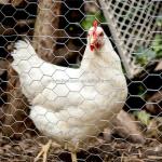 Customized Galvanized Hinge Joint Field Cattle Goat Fences for Easy Installation