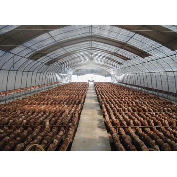 Economical Easy Install Plastic Polytunnel Greenhouse For Edible Mushroom Cultivation