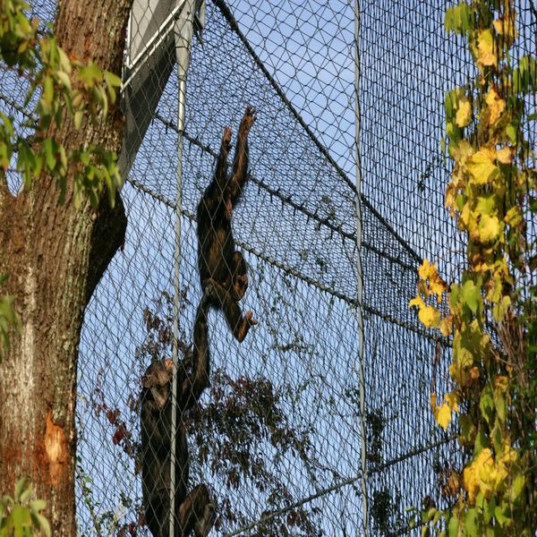 2016 china stainless steel black oxidize zoo mesh/rope mesh