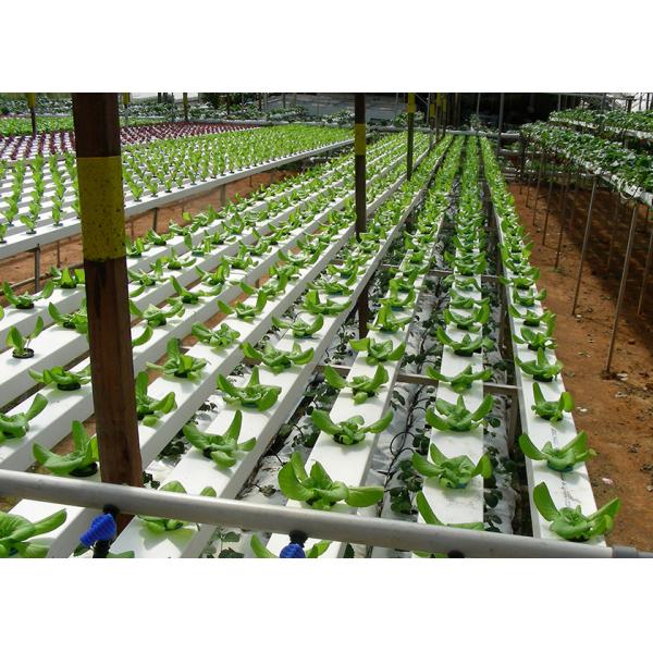 High Density NFT Hydroponics System Fast Harvest Cycle Automatic Control