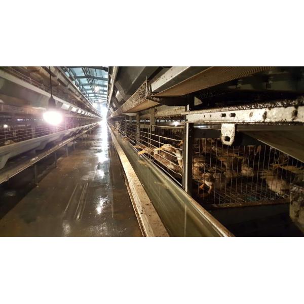 High Quality Poultry Duck Cage , U Shape Steel Battery Duck Cage For Sale