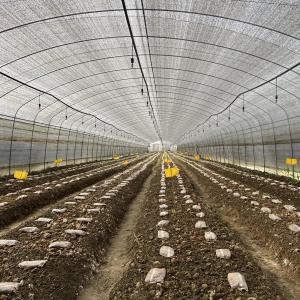 Quality Side Ventilation Plastic Film Low Tunnel Greenhouse Single Span For Mushroom Growing for sale