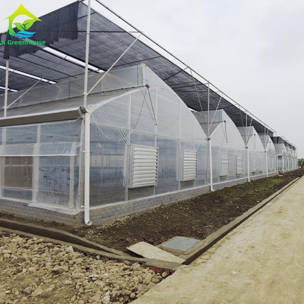 Commercial Poly Tunnel Agricultural Multi-span Plastic Film Greenhouse
