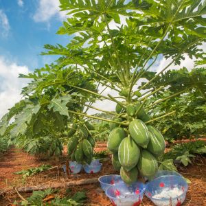 protease price 300USP-6000USP papain manufacturer, enzyme preparation with price