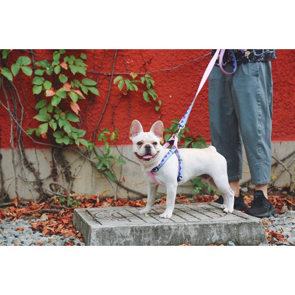 Heavy Duty Long Retractable Dog Leash Collar 26ft For Large Dogs