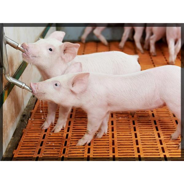 Animal Feeding Trough NPT Stainless Steel Hog Waterer 31mm Automatic Pig Drinker