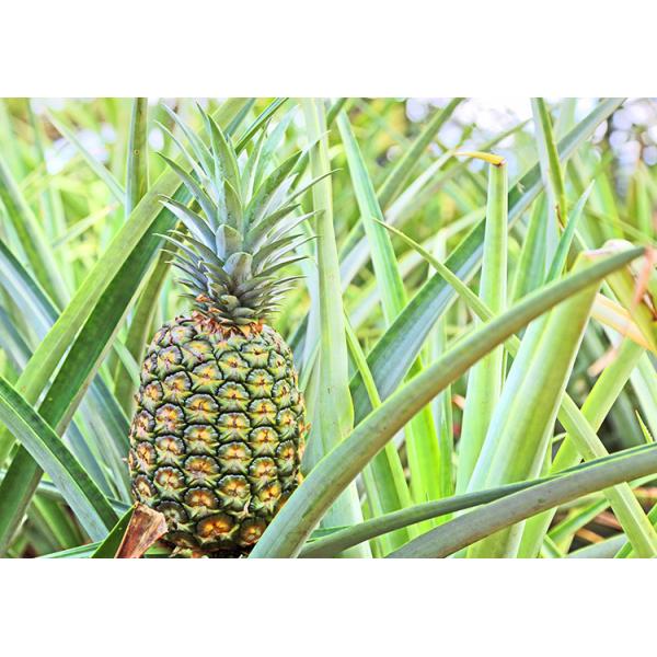 Viridian Bromelain 600GDU-2400GDU Customized Pharmaceutical Grade