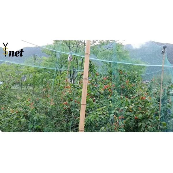 7GSM Bird Proof Net Green Bird Proof Netting For Fruit Trees