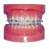 Buy cheap Orthodontic Human Teeth Model for Hospitals And Dental Hospital Training from wholesalers