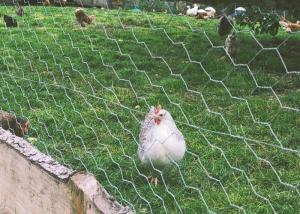 Quality 3/4 Inch 19mm Chicken Mesh Fence Electro Galvanized Hexagonal Wire Net for sale