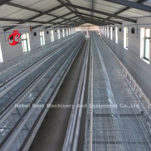 Quality 20000 Birds Chicken Farming Cage System Used In Birds Laying Mia for sale