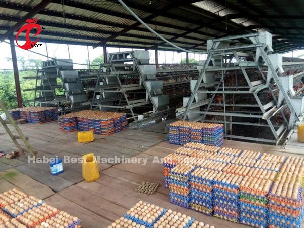 Professional Layer Battery Cage Install In Nigeria Automatic Chicken Cage Doris