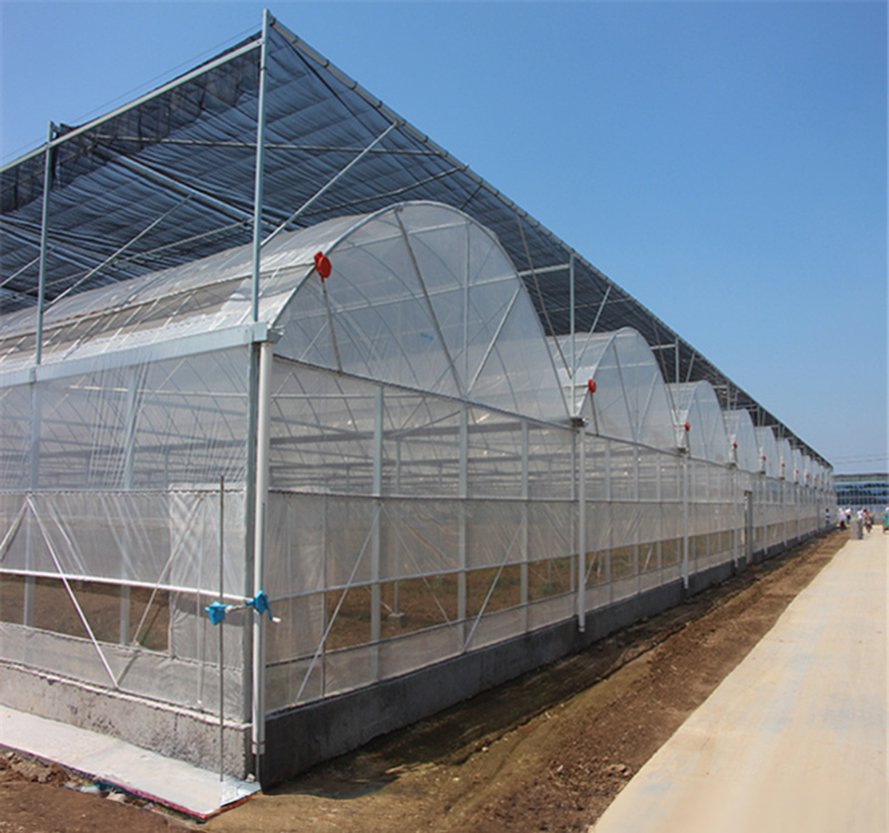 8m Span Width Multi Span Agricultural Commercial Tomato Greenhouse with Cooling System