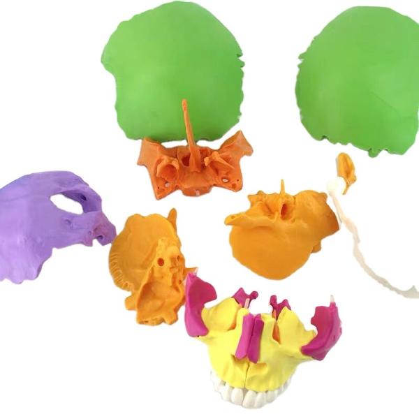 Buy Didactic Exploded Cranial Model 22 Parts Chromatic Life Size for Medical Teaching Learning Student Learning Education Display at wholesale prices