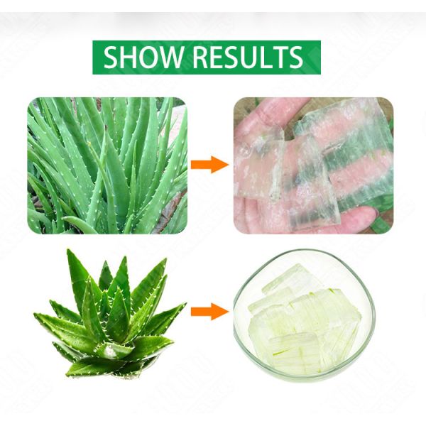 Stainless Steel gel extraction 1000kg/h Aloe Vera Peeling Machine