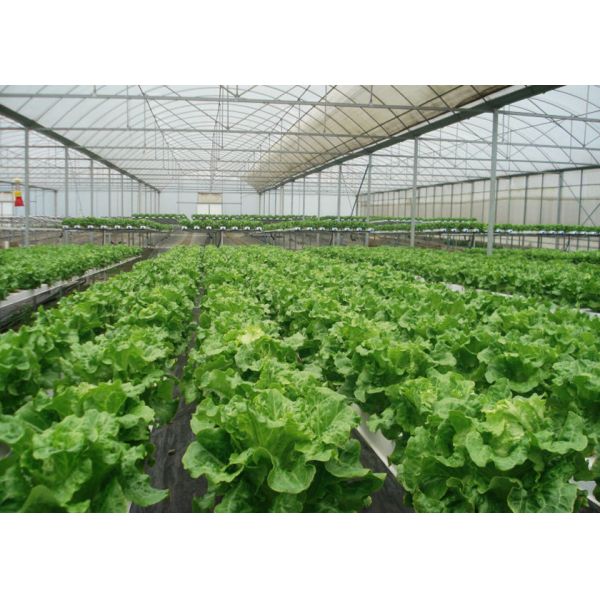 Water Saving Flat NFT Hydroponic System Eco Friendly Design For Leafy Greens