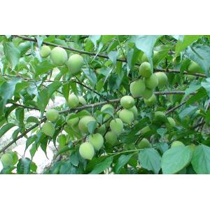 Quality Clear Chinese Green Plum Juice Concentrate, 65 brix, tart acid for sale