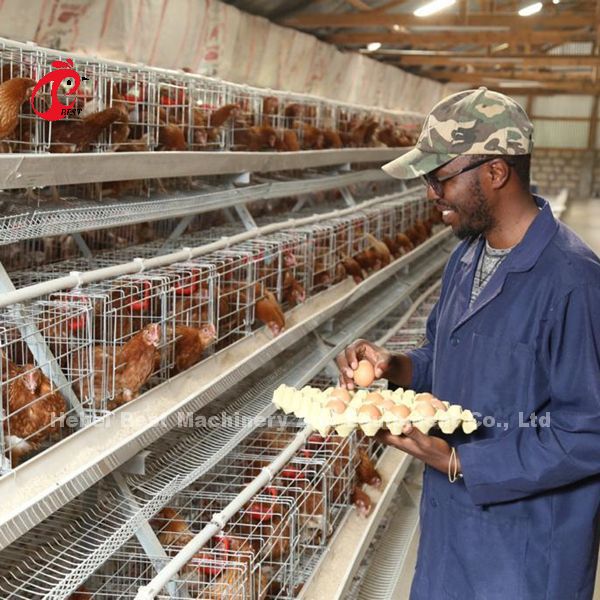 Toughness House Design Laying Chicken Battery Cage System With Cage Mesh Iris