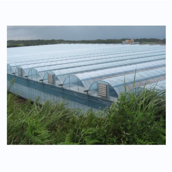 Industrial Hydroponic Greenhouse with Super Strong Resistance Multi Span