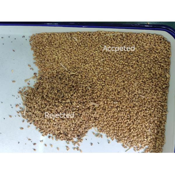 Intelligent CCD Camera Wheat Grain Sorter Machine Multiple
