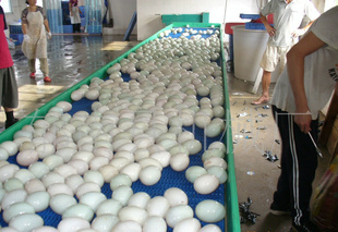 Stainless Steel Conveyor System for Fruit Washing and Drying Machine