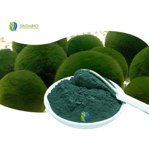 Quality Pure Chlorella Powder for sale