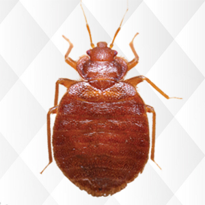 bed bugs