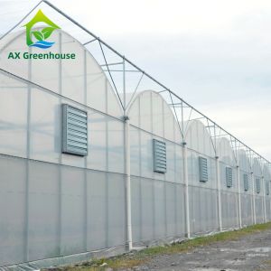 Quality Intelligent Film Serre Invernadero Greenhouse Multispan Tomato Greenhouse Structure for sale