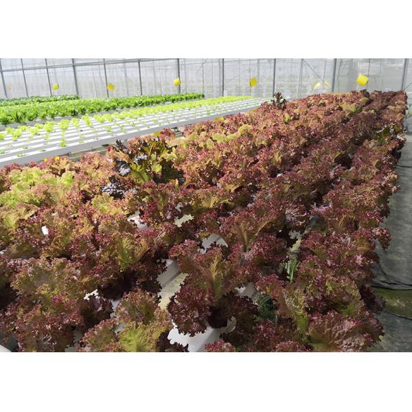 Eco Friendly NFT Hydroponic System Water Saving With Automated Management