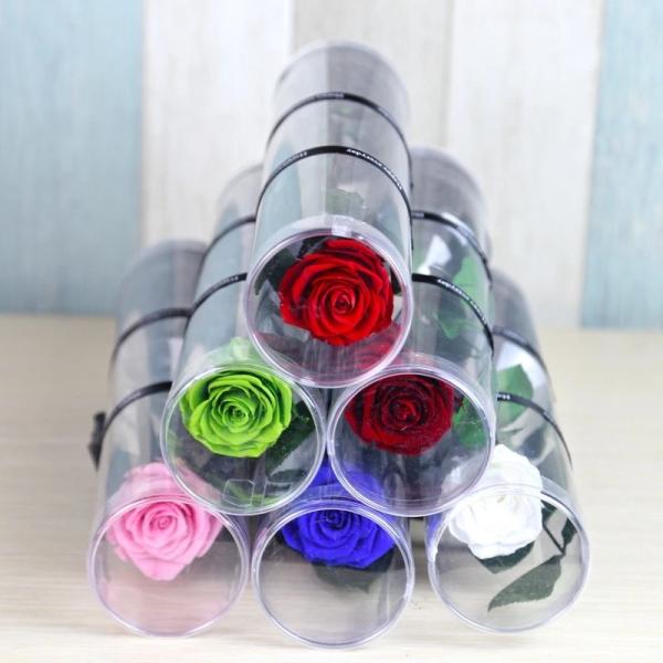 Christmas New Year Gifts Single Rose Preserved Rose Flower Stem Box in PVC Cylinder Preserved Flowers