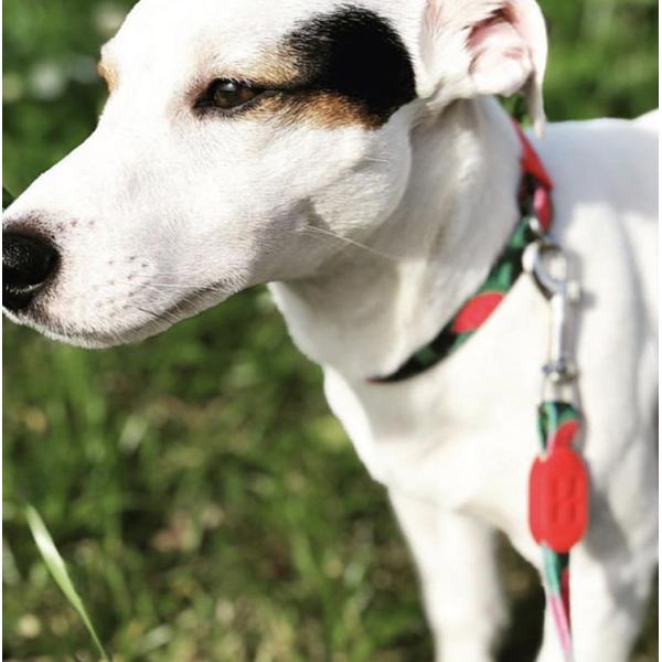 6.1m 20 Foot Anti Pull Dog Lead Collar For Yard Disabled Owners Extra Long